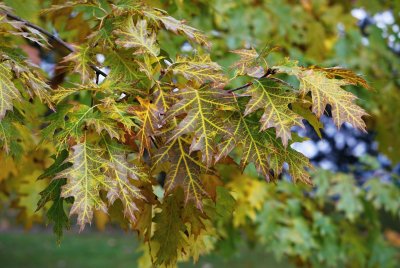 Quercus palustris - dub bahenní - listy podzim
